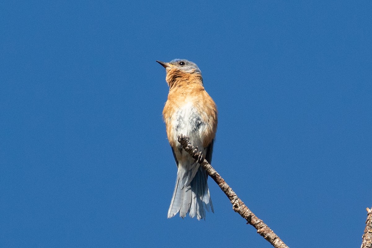 Eastern Bluebird (Mexican) - ML637960424