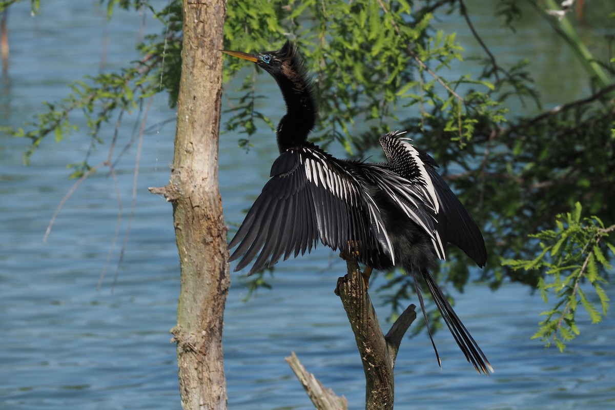 anhinga americká - ML637960425