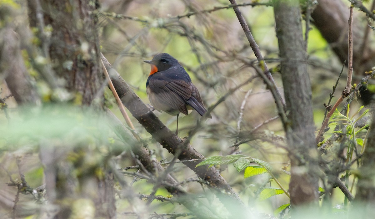 Firethroat - ML637960429