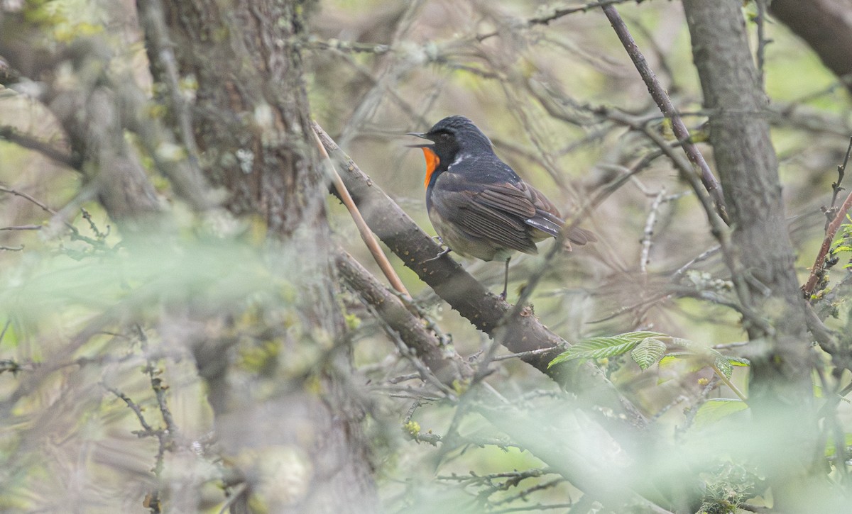 Firethroat - ML637960430
