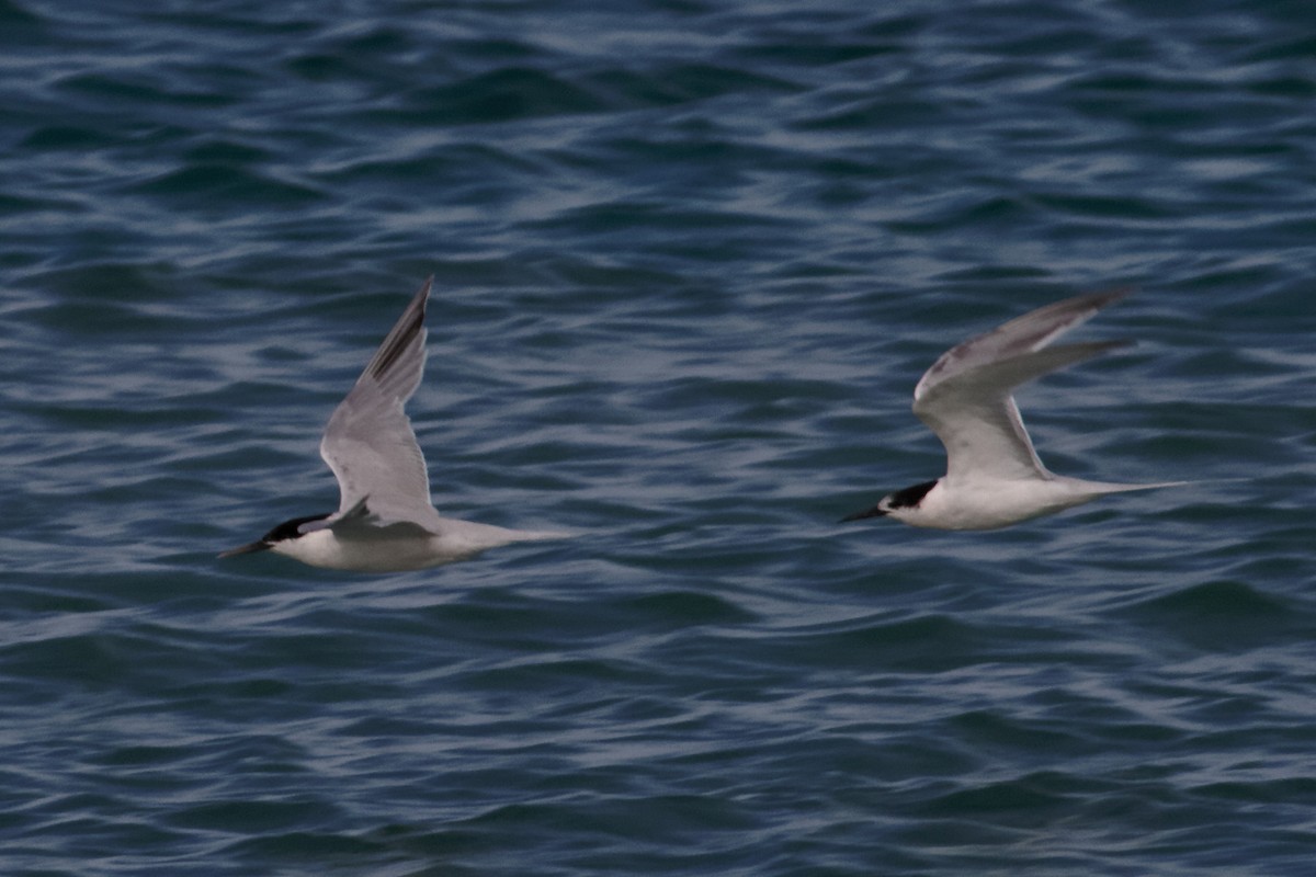 Roseate Tern - ML637960432