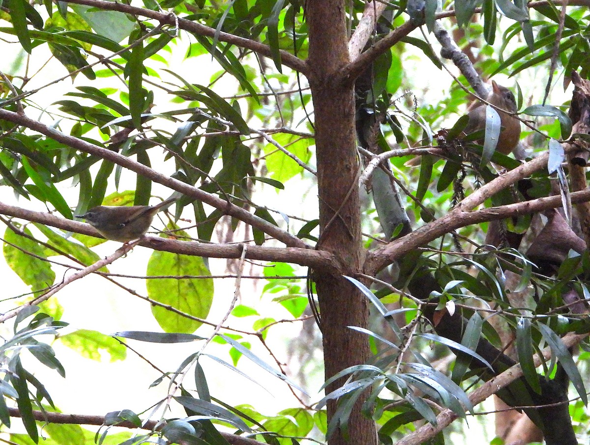 Rufous Shrikethrush - ML637960443