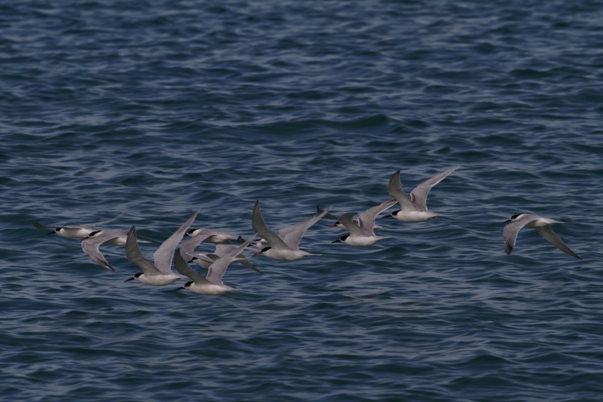 Roseate Tern - ML637960449