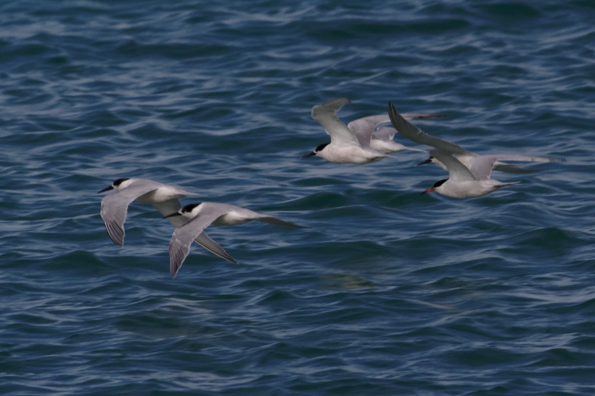 Roseate Tern - ML637960459