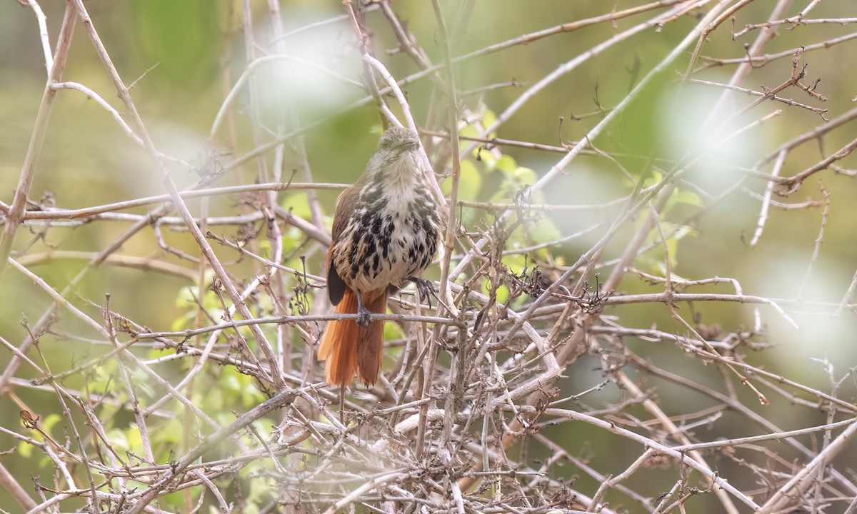 Spotted Morning-Thrush - ML637960469
