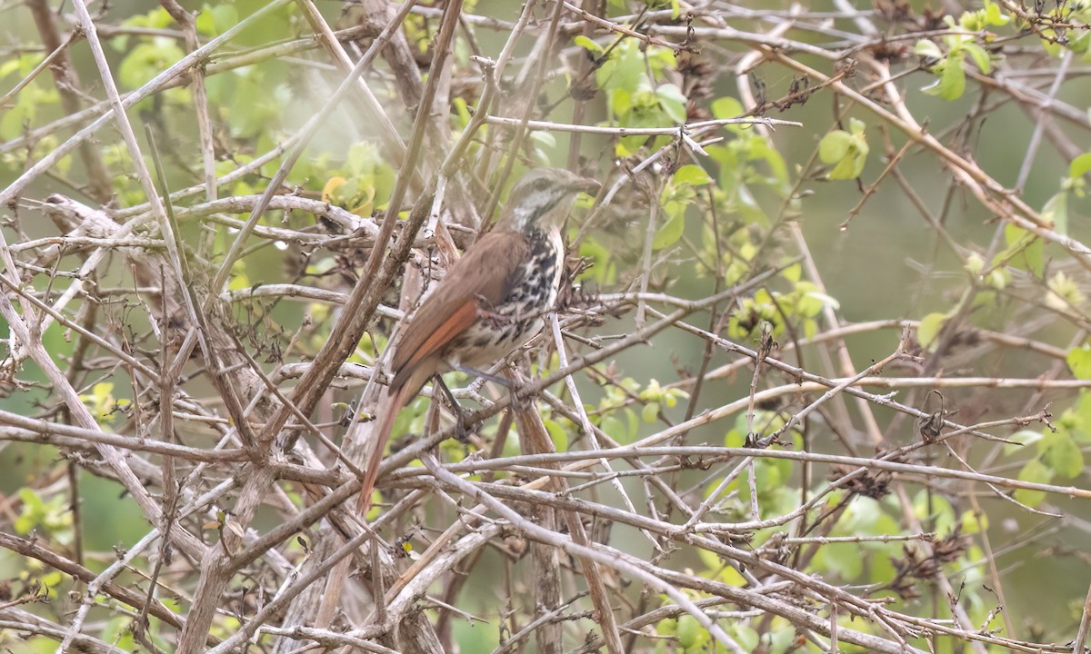 Spotted Morning-Thrush - ML637960470