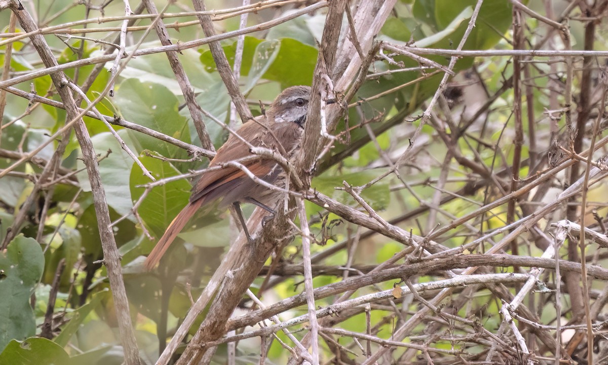 Spotted Morning-Thrush - ML637960471