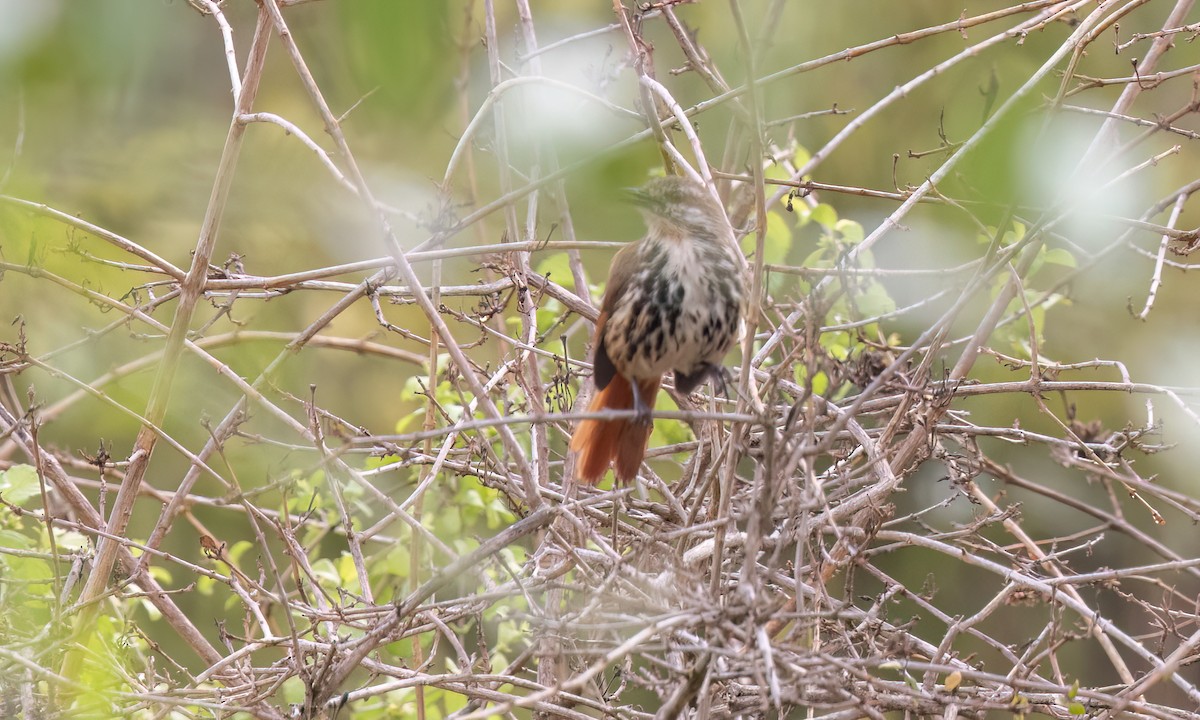 Spotted Morning-Thrush - ML637960472