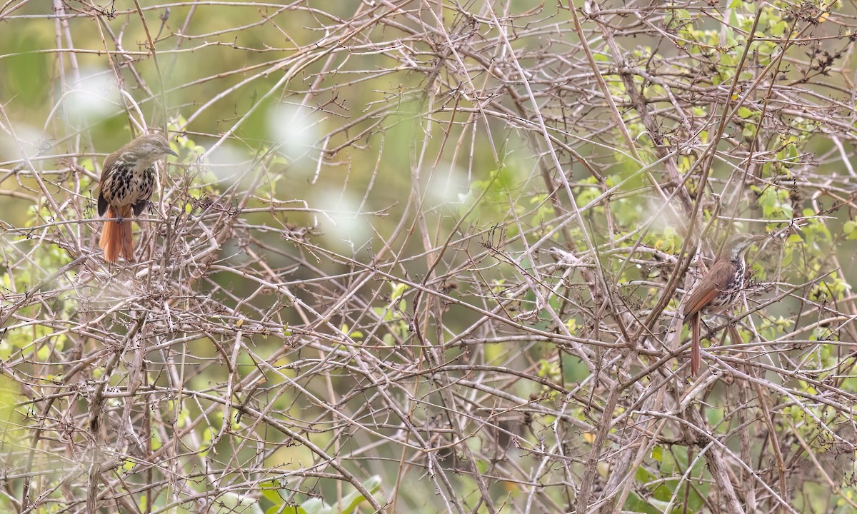 Spotted Morning-Thrush - ML637960473