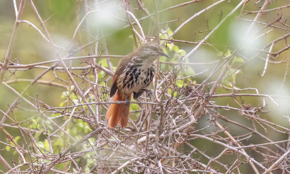 Spotted Morning-Thrush - ML637960474