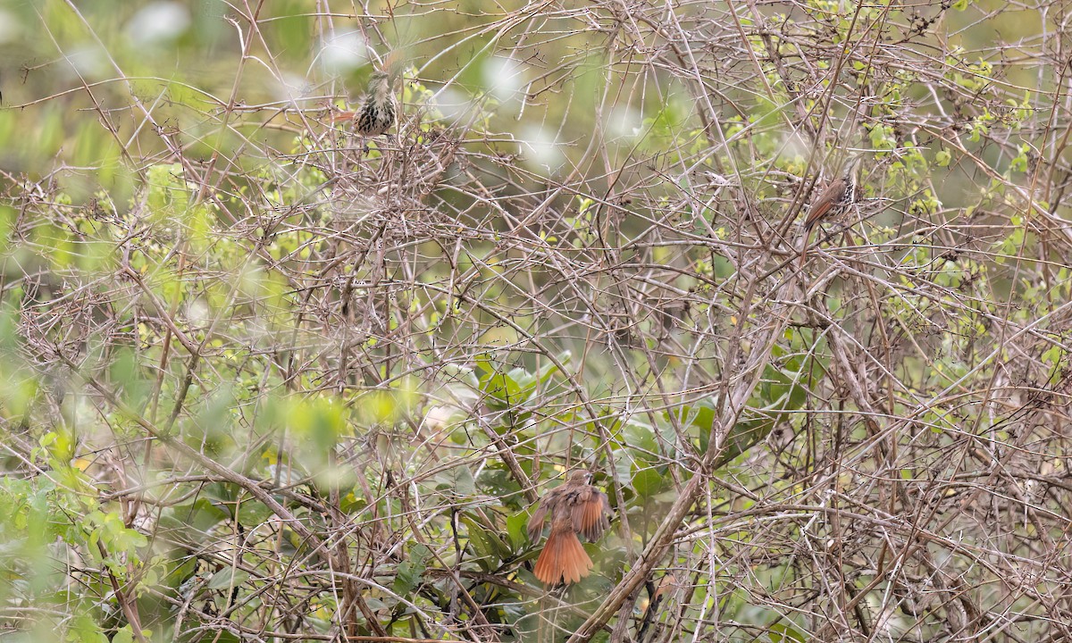 Spotted Morning-Thrush - ML637960476