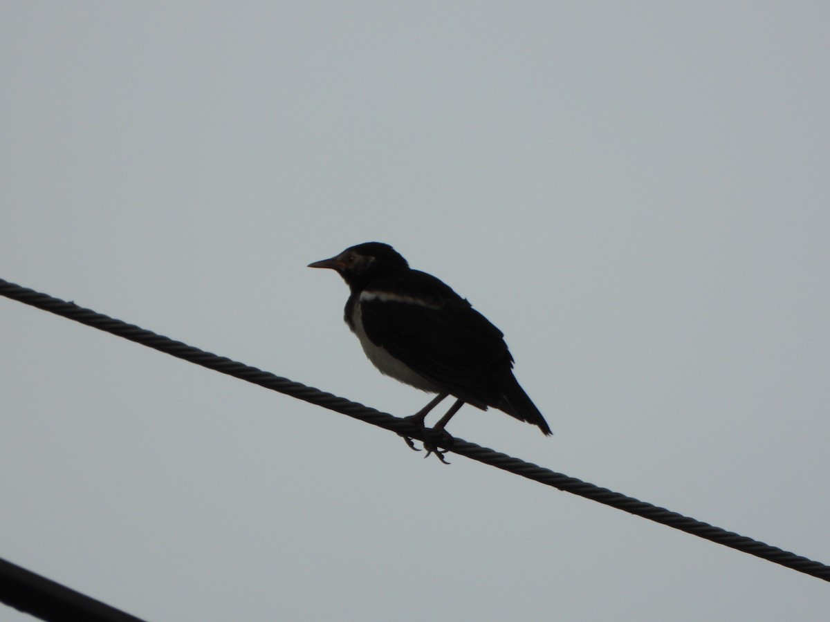 Siamese Pied Starling - ML637960527