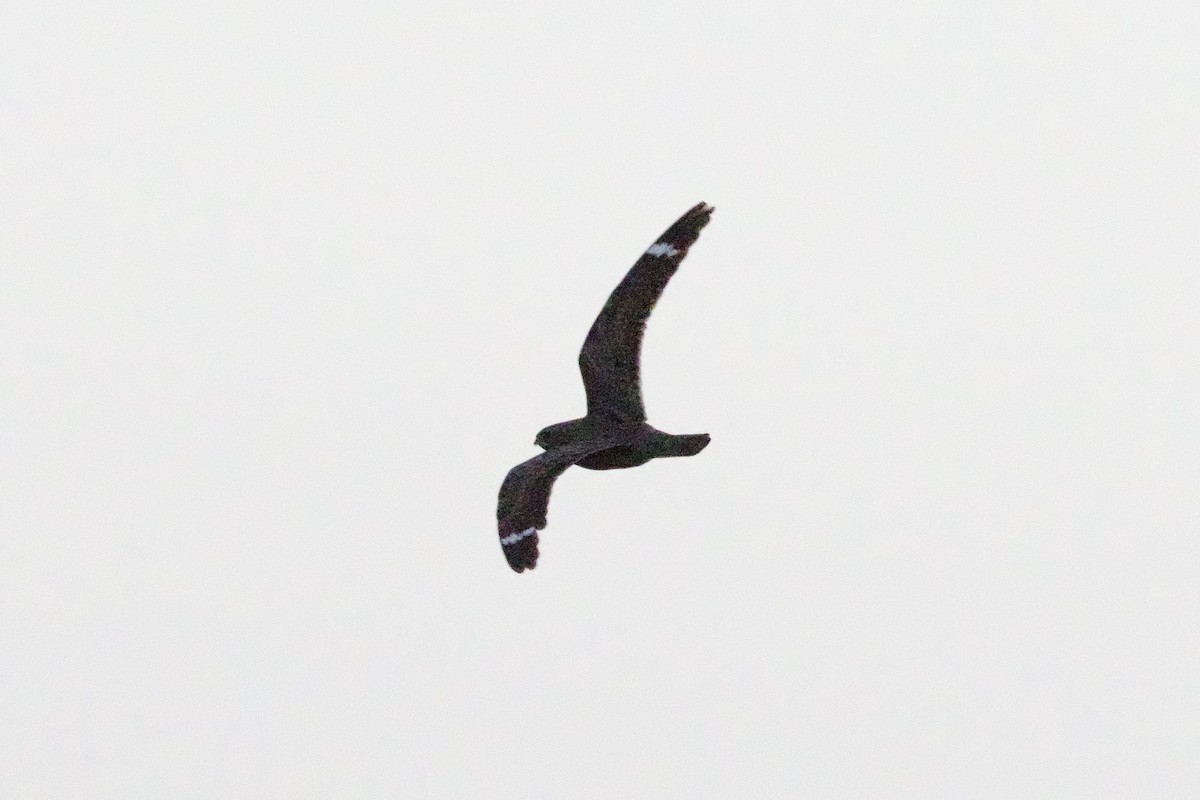 Lesser Nighthawk - ML637960531