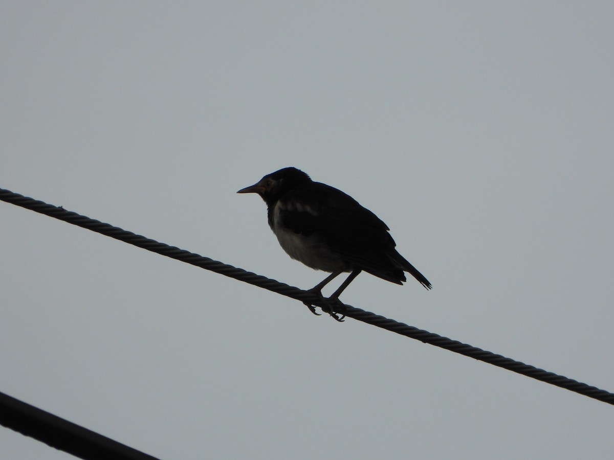 Siamese Pied Starling - ML637960536