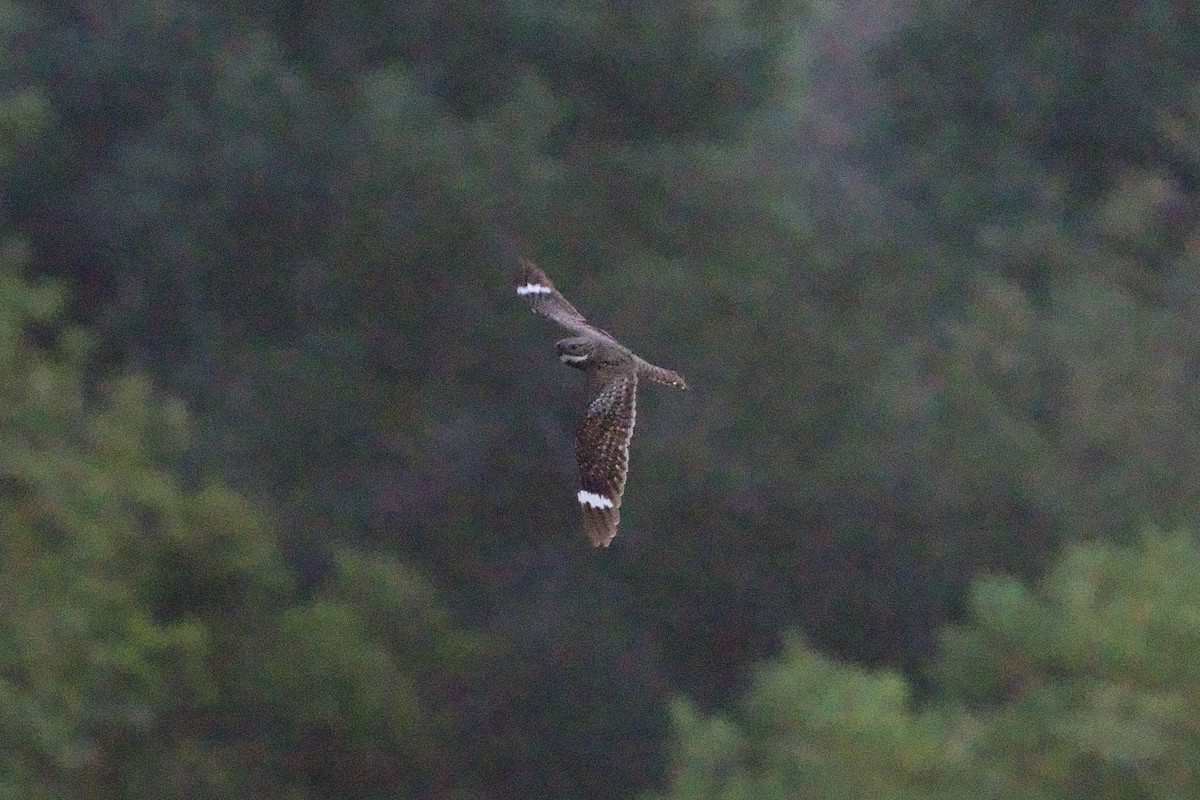 Lesser Nighthawk - ML637960553