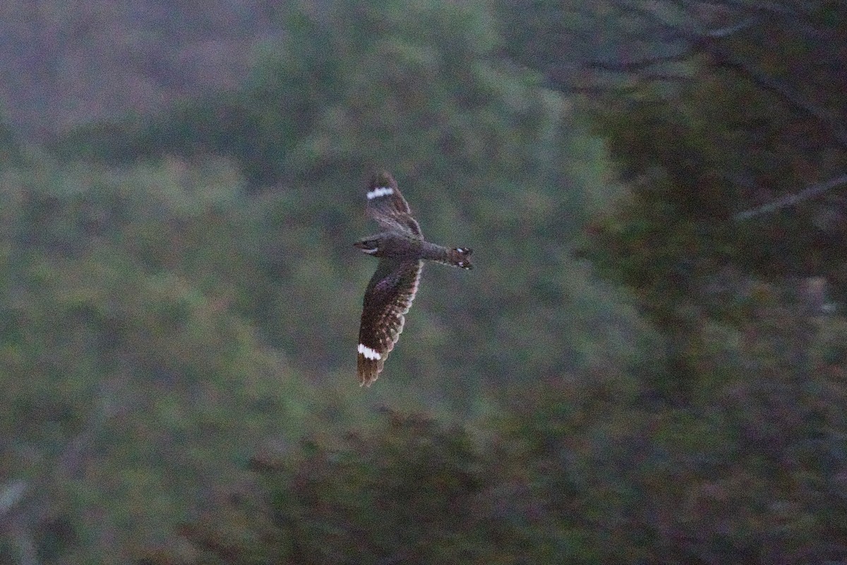 Lesser Nighthawk - ML637960554