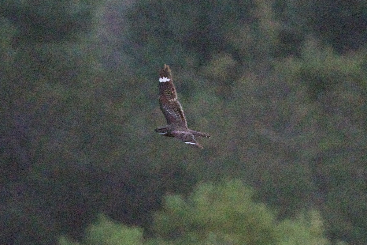 Lesser Nighthawk - ML637960555