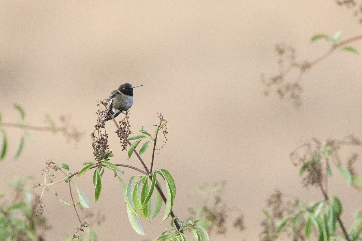 Black-chinned Hummingbird - ML637960578