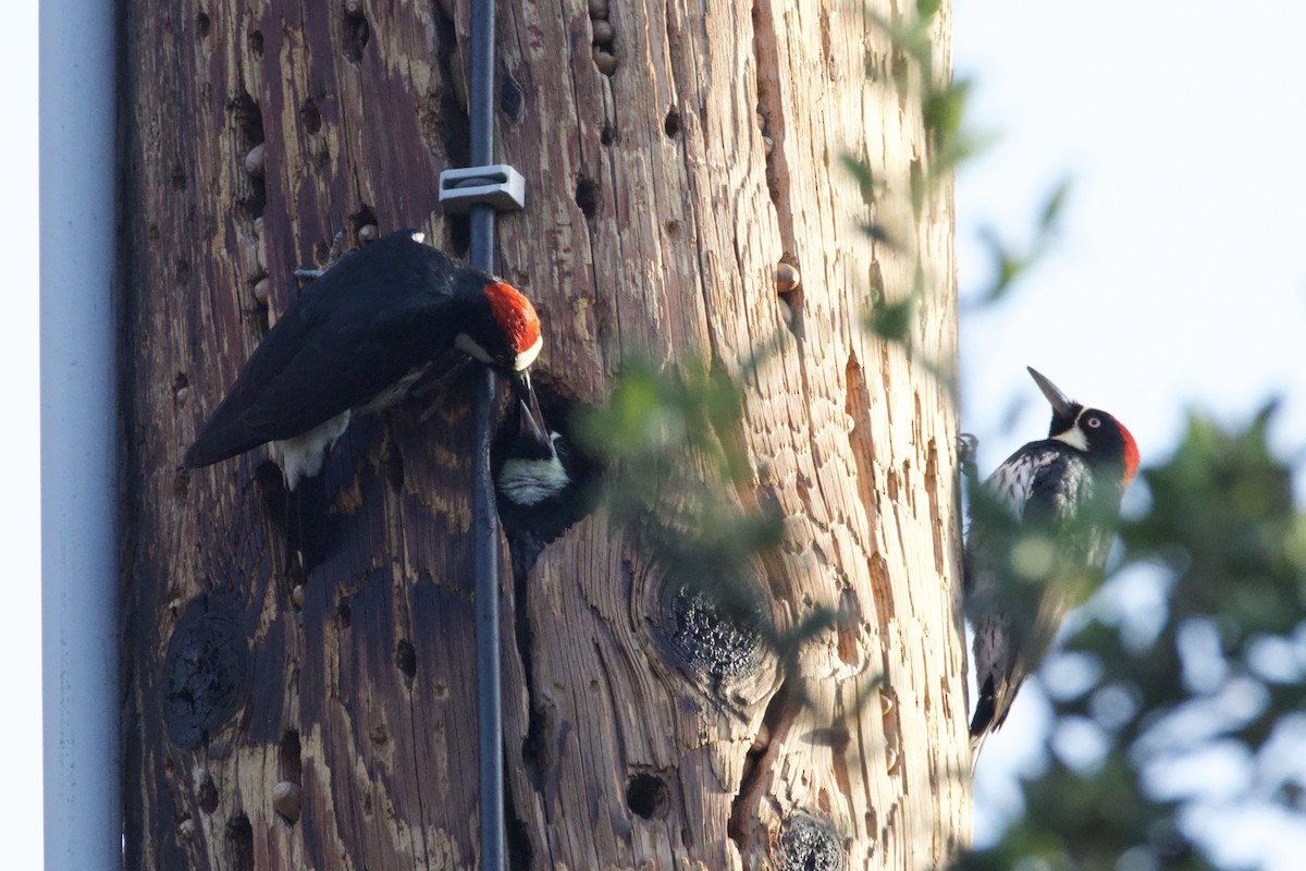 Acorn Woodpecker - ML637960586