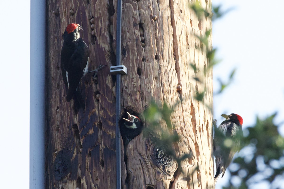 Acorn Woodpecker - ML637960587