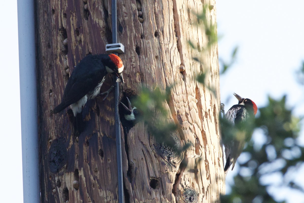 Acorn Woodpecker - ML637960588