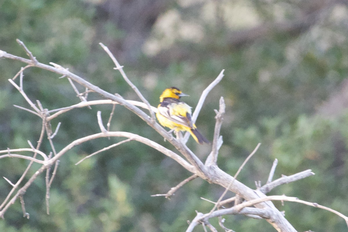Bullock's Oriole - ML637960592