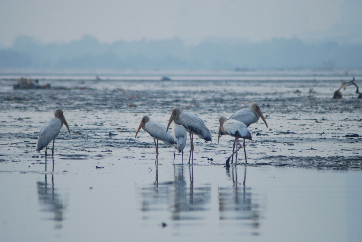 Milky Stork - ML637960691