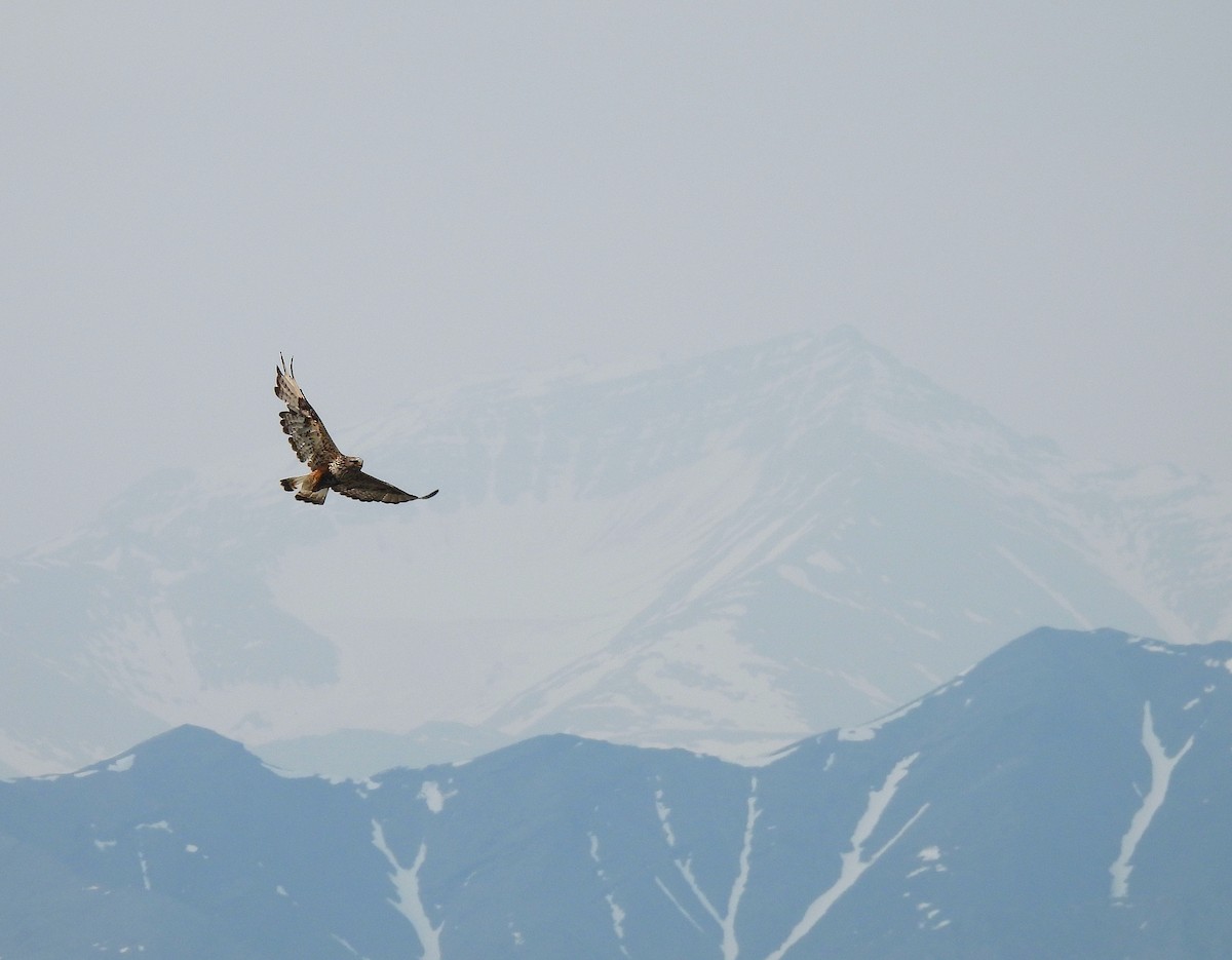 Rough-legged Hawk - ML637960696