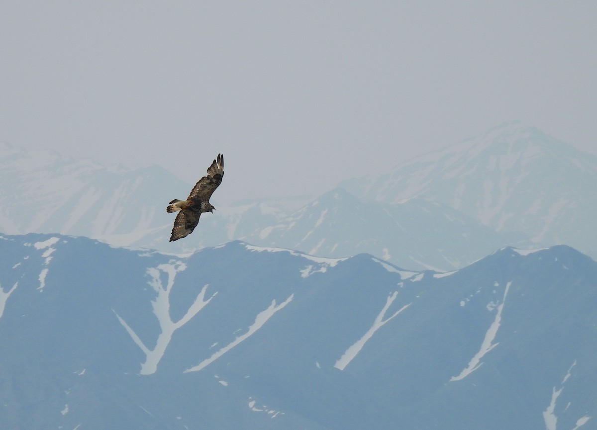 Rough-legged Hawk - ML637960697