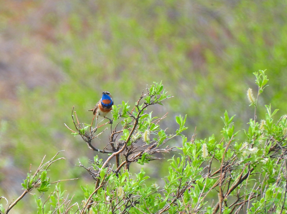 Bluethroat - ML637960708