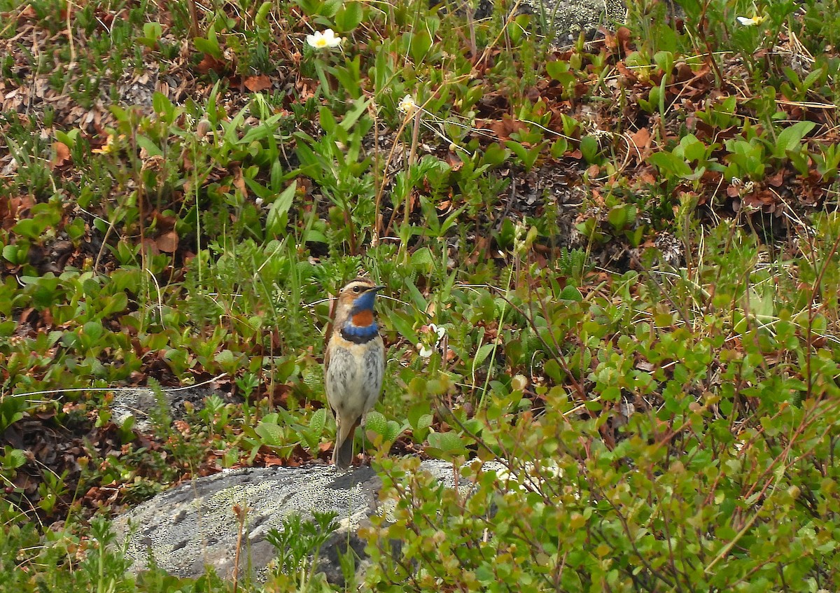 Bluethroat - ML637960709