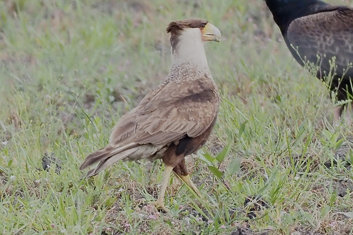 Caracara huppé - ML637960711