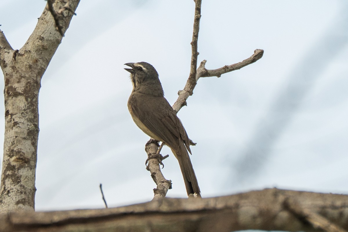 Cinnamon-bellied Saltator - ML637960730