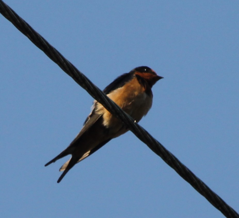 Barn Swallow - ML637960731