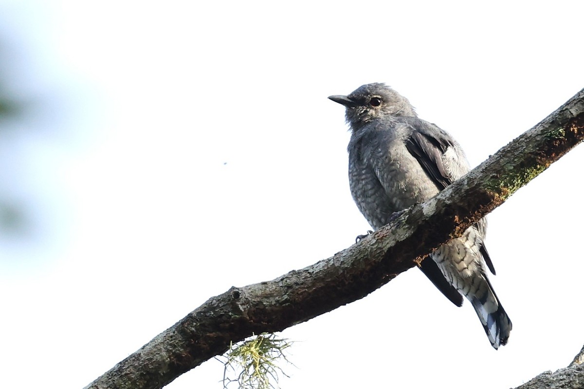 Black-winged Cuckooshrike - ML637960748