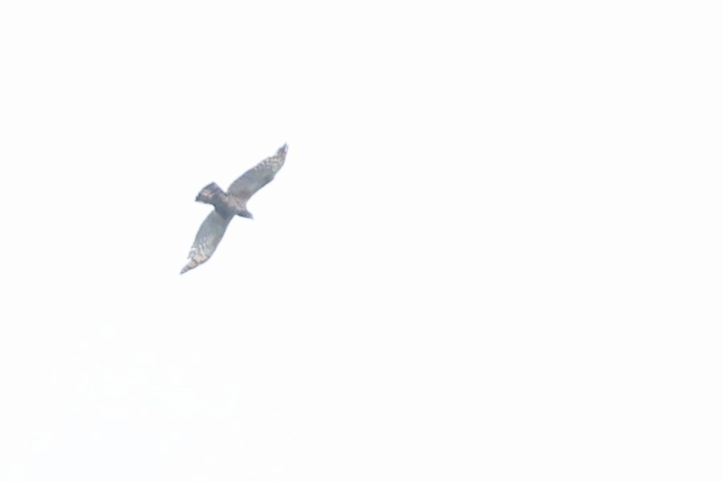 Changeable Hawk-Eagle - ML637960785