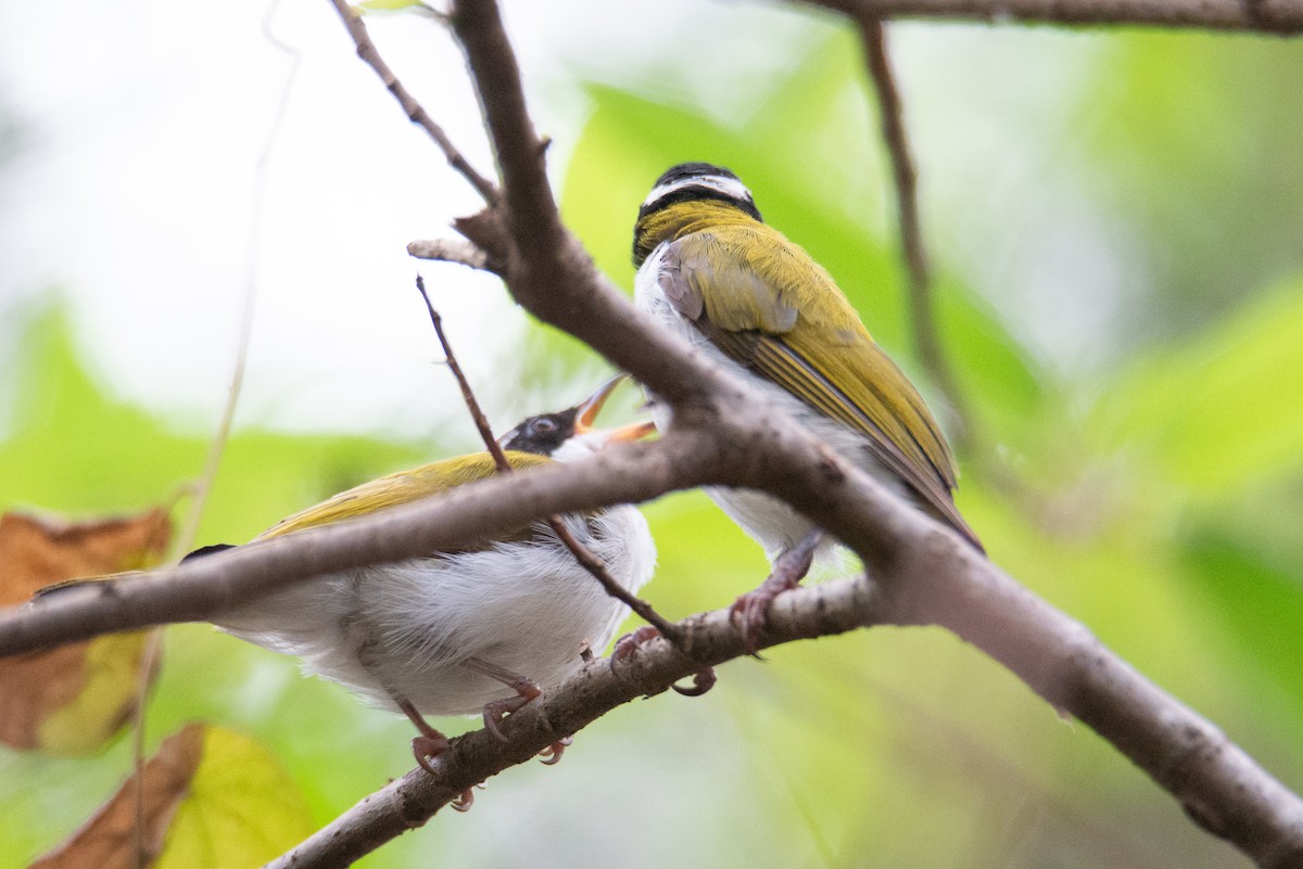 White-throated Honeyeater - ML637960788