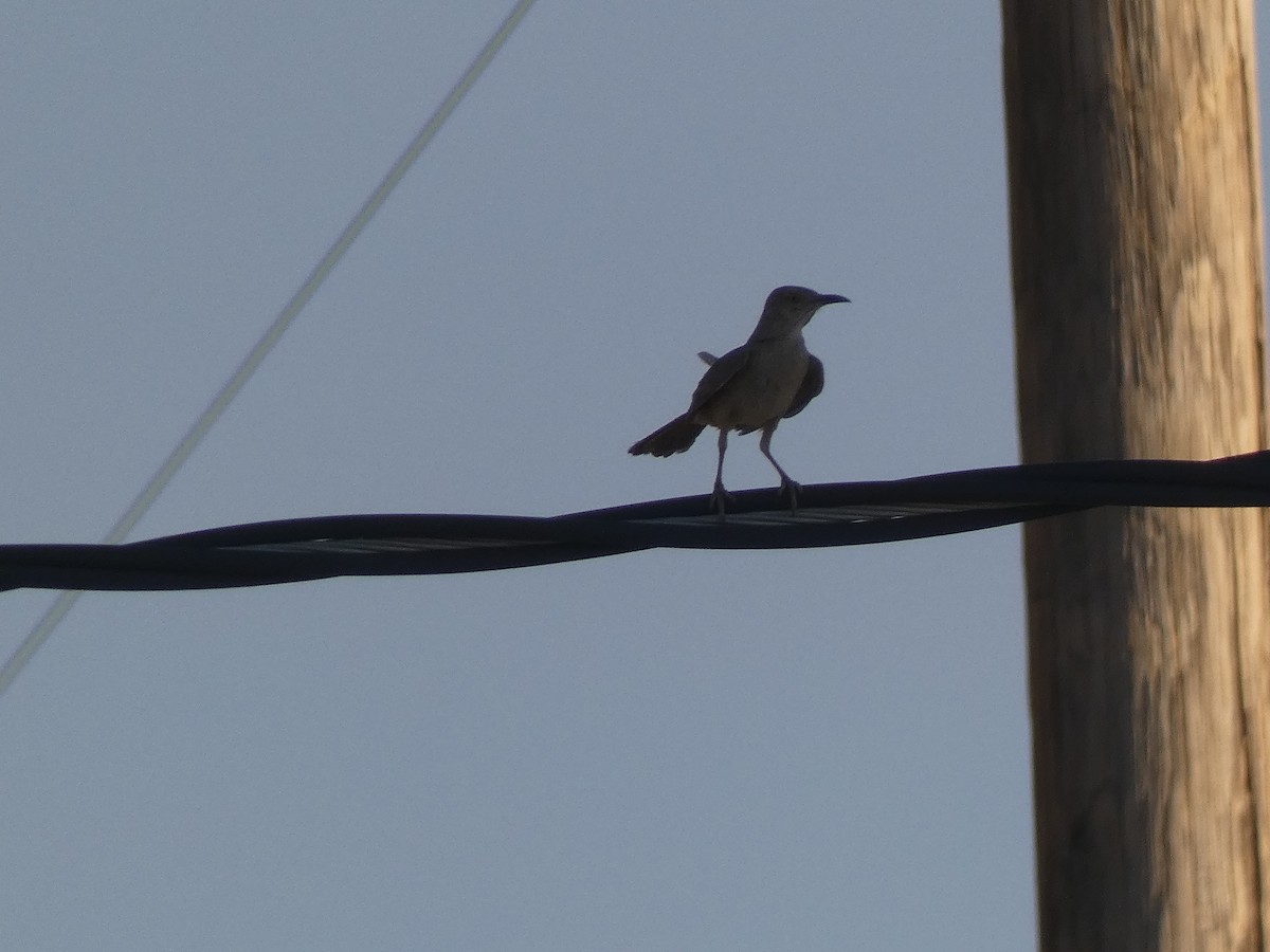 Bendire's Thrasher - ML637960839