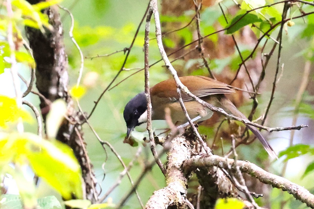 White-cheeked Laughingthrush - ML637960841