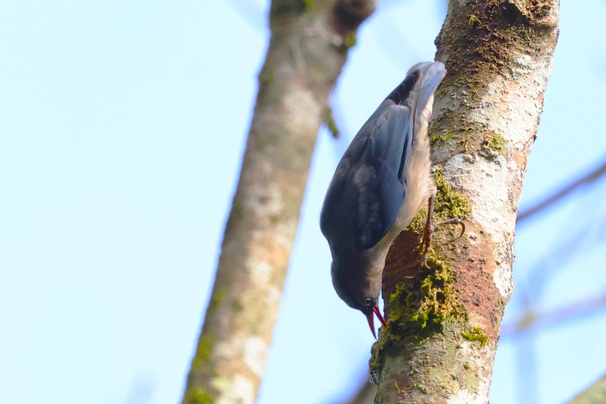 Velvet-fronted Nuthatch - ML637960856