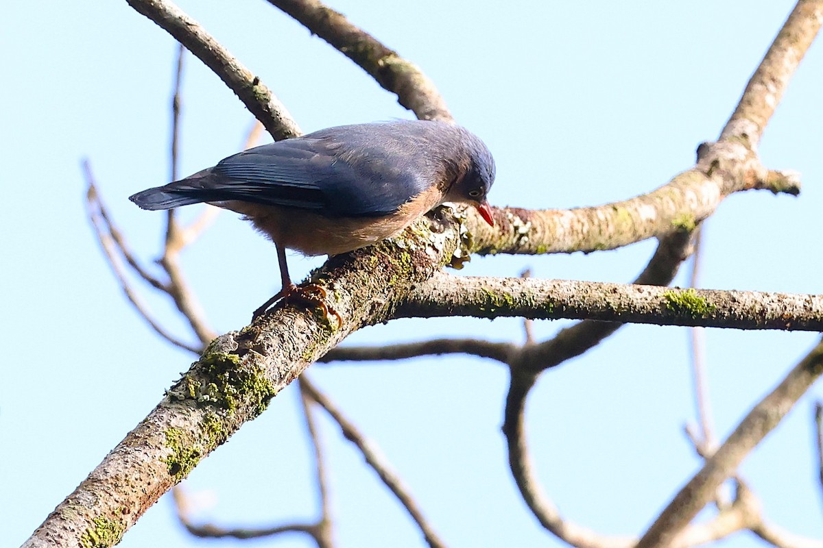Velvet-fronted Nuthatch - ML637960857