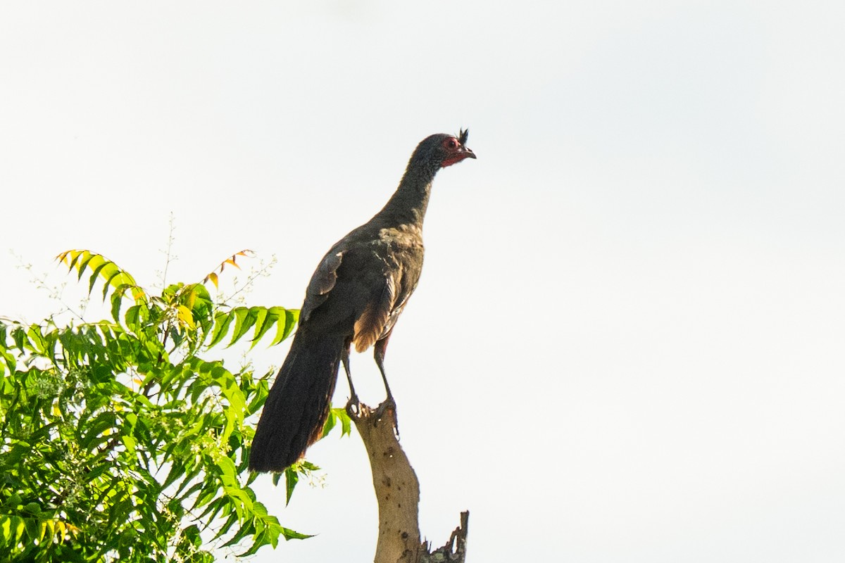 Rufous-bellied Chachalaca - ML637960861
