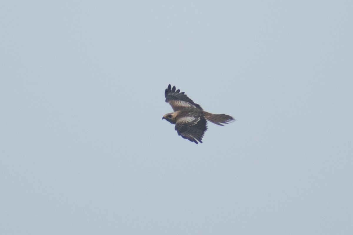 White-eyed Buzzard - ML637960907
