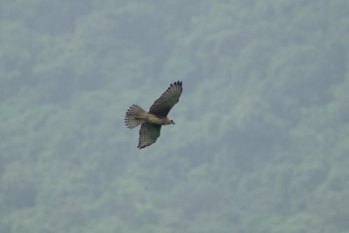 White-eyed Buzzard - ML637960908