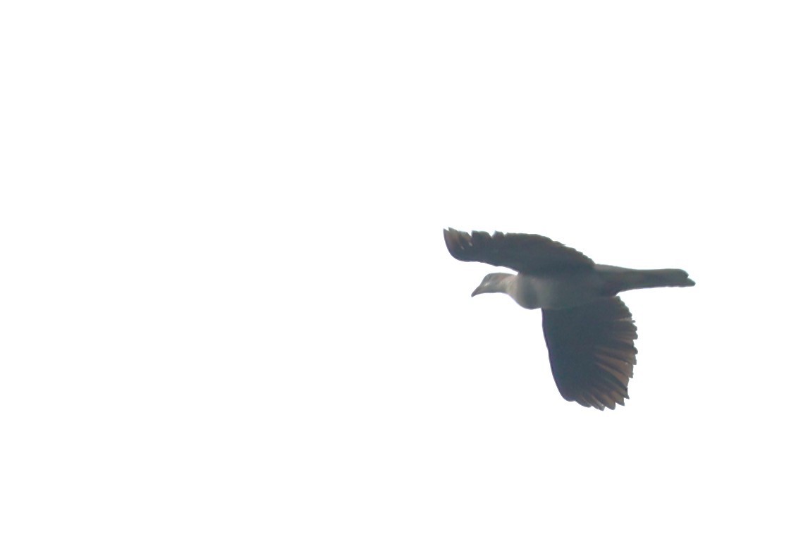 Mountain Imperial-Pigeon - ML637960912
