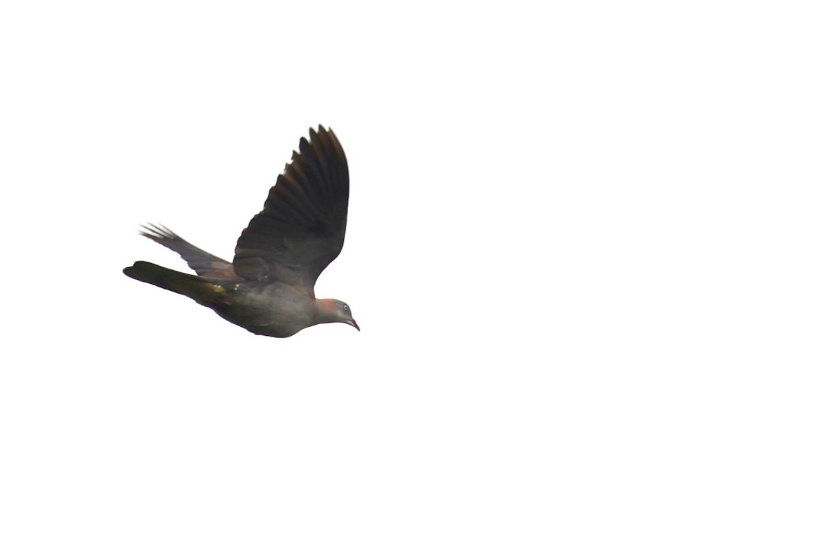 Mountain Imperial-Pigeon - ML637960913