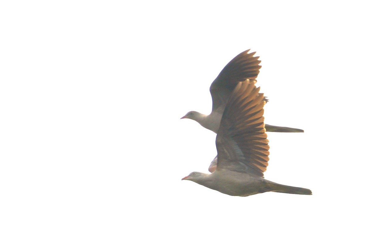Mountain Imperial-Pigeon - ML637960914