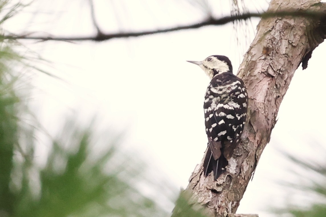 Stripe-breasted Woodpecker - ML637960962