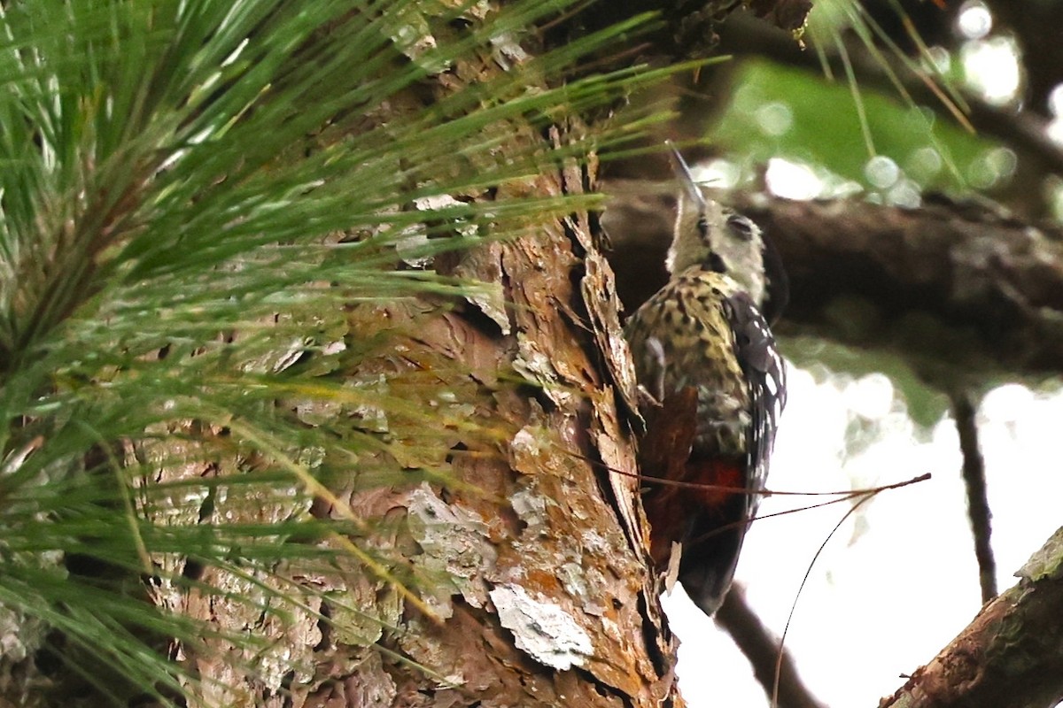 Stripe-breasted Woodpecker - ML637960964
