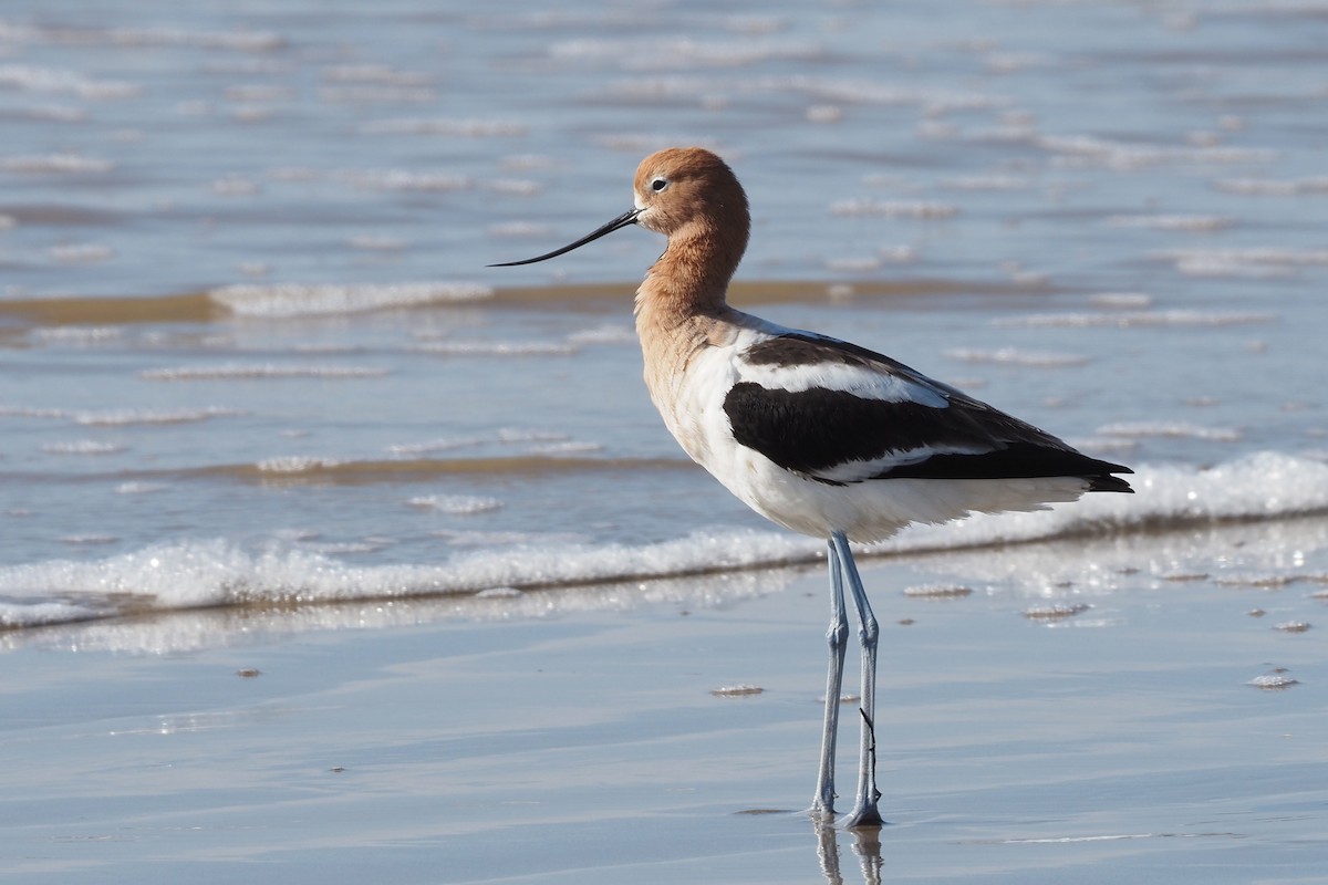 Avocette d'Amérique - ML637960977